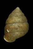 ǦW:Coniglobus sphaeroconus