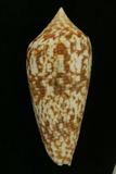 ǦW:Conus australis