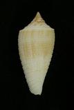 ǦW:Conus sulcatus