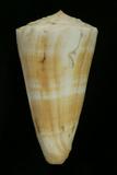 ǦW:Conus recluzianus