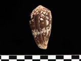 ǦW:Conus achatinus