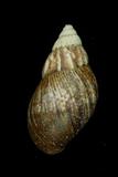 學名:Achatina fulica