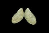 ǦW:Mytilopsis sallei