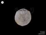 中文名:多房貝(NMNS001067-F025610)學名:Polytoechia ichangensis Wang(NMNS001067-F025610)