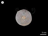 中文名:多房貝(NMNS001067-F025610)學名:Polytoechia ichangensis Wang(NMNS001067-F025610)