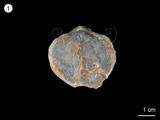 中文名:無窗貝(NMNS001067-F025600)學名:Athyris grandis (Wang)(NMNS001067-F025600)