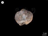 中文名:無窗貝(NMNS001067-F025600)學名:Athyris grandis (Wang)(NMNS001067-F025600)