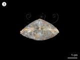 中文名:無窗貝(NMNS001067-F025600)學名:Athyris grandis (Wang)(NMNS001067-F025600)