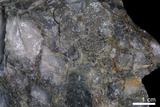 中文名:含金礫岩(NMNS004105-P008544)英文名:Auriferous conglomerate(NMNS004105-P008544)