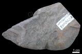 中文名:砂岩(NMNS004266-P009493)英文名:Sandstone(NMNS004266-P009493)