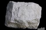 中文名:砂岩(NMNS000098-P000493)英文名:Sandstone(NMNS000098-P000493)