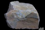 中文名:砂岩(NMNS000100-P000517)英文名:Sandstone(NMNS000100-P000517)