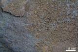 中文名:砂岩(NMNS000100-P000517)英文名:Sandstone(NMNS000100-P000517)