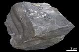 中文名:泥岩(NMNS000056-P000264)英文名:Mudstone(NMNS000056-P000264)