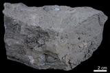 中文名:泥岩(NMNS004426-P008998)英文名:Mudstone(NMNS004426-P008998)