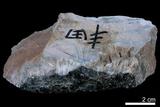 中文名:燧石(NMNS004105-P008369)英文名:Chert(NMNS004105-P008369)