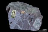 中文名:燧石(NMNS004662-P011259)英文名:Chert(NMNS004662-P011259)