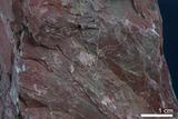 中文名:燧石(NMNS004664-P011534)英文名:Chert(NMNS004664-P011534)