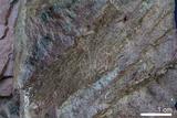 中文名:燧石(NMNS004664-P011536)英文名:Chert(NMNS004664-P011536)