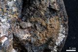 中文名:錳核(NMNS004587-P010429)英文名:Manganese nodule(NMNS004587-P010429)