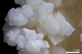 中文名:鐘乳石(NMNS001010-P003553)英文名:Stalactite(NMNS001010-P003553)