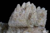 中文名:鐘乳石(NMNS003327-P006563)英文名:Stalactite(NMNS003327-P006563)