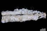 中文名:鐘乳石(NMNS004049-P007785)英文名:Stalactite(NMNS004049-P007785)