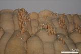 中文名:石灰華(NMNS001010-P003557)英文名:Travertine(NMNS001010-P003557)