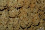 中文名:石灰華(NMNS001010-P003559)英文名:Travertine(NMNS001010-P003559)