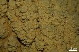 中文名:石灰華(NMNS001010-P003566)英文名:Travertine(NMNS001010-P003566)