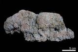 中文名:石灰華(NMNS002552-P004569)英文名:Travertine(NMNS002552-P004569)