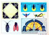 昆虫の模様﹙昆蟲圖案﹚