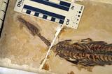 中文名:中龍學名: i Mesosaurus brasiliensis /i 