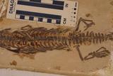 中文名:中龍學名: i Mesosaurus brasiliensis /i 