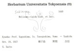 中文名：筆羅子英文名：Stiff-leaf Meliosma學名：Meliosma rigida Sieb. & Zucc