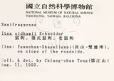 中文名：鼠刺英文名：Formosan Sweetspire學名：Itea oldhamii Schneider