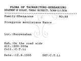 中文名：山紅柿英文名：Morris Persimmon學名：Diospyros morrisiana Hance