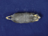 中文名：短尾鼩英文名：Yamashina s mole shrew學名：Anourosorex yamashinai