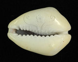中文名：黃寶螺學名：Cypraea moneta Linnaeus, 1758