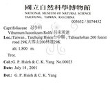 中文名：呂宋莢迷英文名：Luzon Viburnum學名：Viburnum luzonicum Rolfe