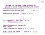 中文名：草珊瑚中文別名：紅果金粟蘭英文名：Glabrous Herbcoral學名：Sarcandra glabra (Thunb.) Nakai