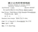 中文名：燈稱花中文別名：烏雞骨英文名：Rough-leaved holly學名：Ilex asprella (Hook. & Arn.) Champ