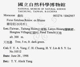 中文名：豬母乳中文別名：水同木英文名：Milk tree學名：Ficus fistulosa Reinw. ex Blume