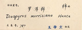 中文名：山紅柿英文名：Morris Persimmon學名：Diospyros morrisiana Hance