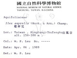 中文名：燈稱花中文別名：烏雞骨英文名：Rough-leaved holly學名：Ilex asprella (Hook. & Arn.) Champ