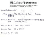 中文名：燈稱花中文別名：烏雞骨英文名：Rough-leaved holly學名：Ilex asprella (Hook. & Arn.) Champ