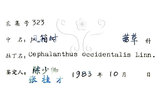 中文名：風箱樹學名：Cephalanthus occidentalis Linn