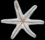 中文名：刺腕蠍海燕中文別名：裂殖小海燕,貝氏尼斑海燕學名：Nepanthia belcheri (Perrier, 1875)