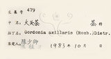 中文名：大頭茶英文名：Taiwan Gordonia學名：Gordonia axillaris (Roxb.) Dietr