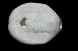 中文名：扁仙壺海膽學名：Maretia planulata (Lamarck, 1816)